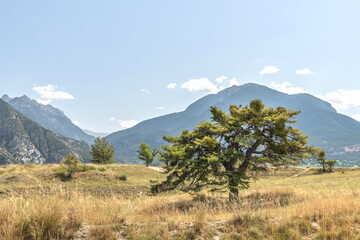 Fototapeta na wymiar Cèdre au milieu d'un paysage de montagne dans les Alpes du Sud