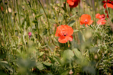 poppies