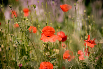 Obraz premium poppies