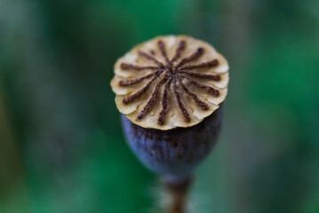 Klatschmohn-Fruit