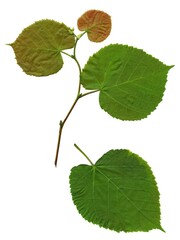 green leaves of linden tree isolated close up