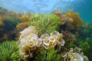 Naklejka na ściany i meble Green and brown algae underwater ocean, Codium tomentosum, Padina pavonica, Cystoseira tamariscifolia, Atlantic, Spain, Galicia