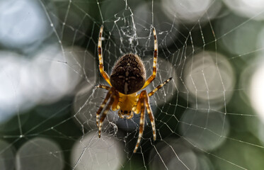 Die Gartenkreuzspinne [Araneus diadematus] 