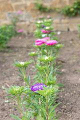 Close up of a row of aster flowers in the garden