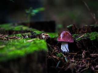 mały brązoay grzyb w lesie, pośród mchu 