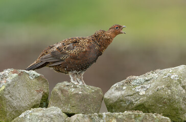 Red Grouse male. Scientific name: Lagopus Lagopus.  Perched on a drystone wall with lichen, facing right with outstretched neck and calling with beak open.  Horizontal.  Copy Space.