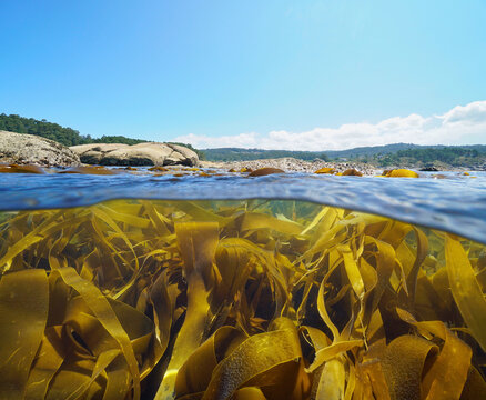 Kelp algae seaweeds below sea surface near coastline, split view over and under water, Atlantic ocean, Spain, Galicia, Pontevedra province