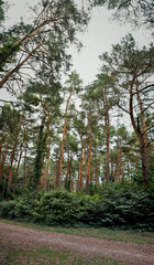 Fototapeta premium wonderful forest environment Jeli Arboretum in Hungary 