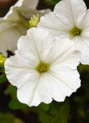 Obraz premium beautiful large white flowers of the Petunia (Trailing) Fanfare White in summer bloom, Wiltshire UK 