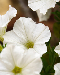 Fototapeta na wymiar beautiful large white flowers of the Petunia (Trailing) Fanfare White in summer bloom, Wiltshire UK 