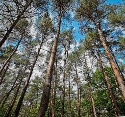 Obraz premium wonderful forest environment Jeli Arboretum in Hungary 