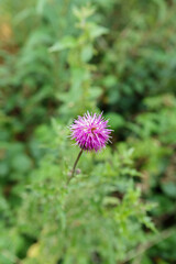 a beautiful purple melancholy thiste (Cirsium helenioides) growing wild on Salisbury Plain chalk meadows, Wiltshire UK