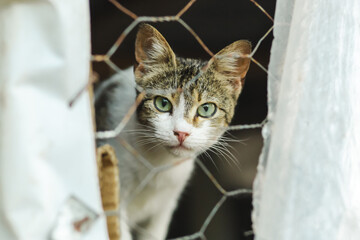 Homeless cat looking over the fence. Shelter for cats. 