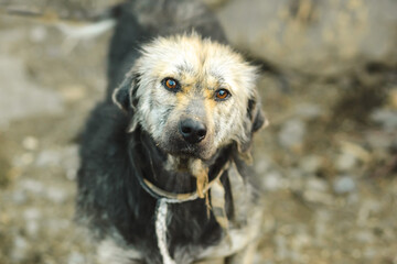 Unhappy stare of a stray dog. Tortured dog at the shelter.