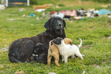 Sad dog with puppies in a junkyard. Homeless dog with puppies.