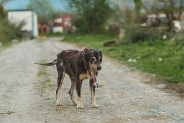 Homeless sick dog. Dog with wounds on the body.