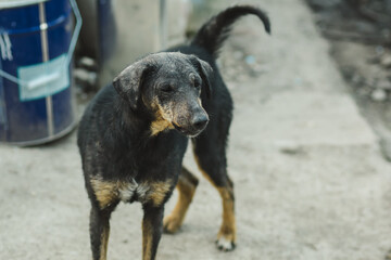 Black scared stray dog. Disadvantaged street dog.