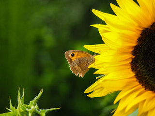 Motyl siedzący na płatkach słonecznika 