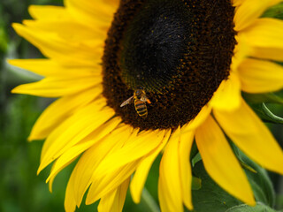 pszczoła siedząca na słoneczniku 