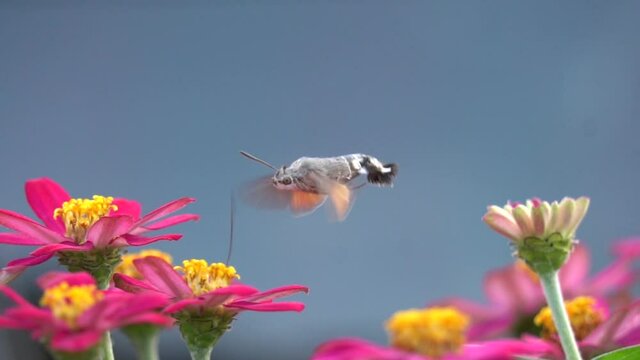 butterfly are eating flower in slow motion
