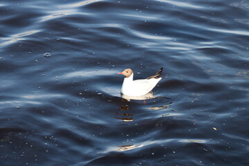A seagull on the water