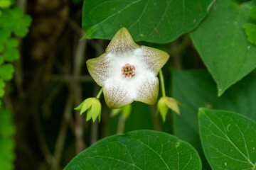NATURALEZA