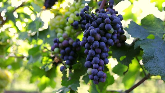 Slow Motion Shot of Ripe Red Grapes in Sunny Vineyard.