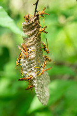 NATURALEZA