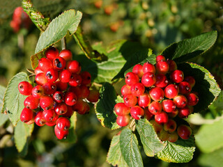 cluster red fruits of Viburnum Lantana bush 