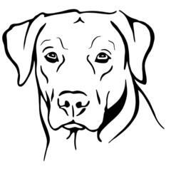 Black and white illustration of a dog's head. Pet image. Labrador. Kind and affectionate animal, man's friend. Guide. Stamp for tattoo and printing 