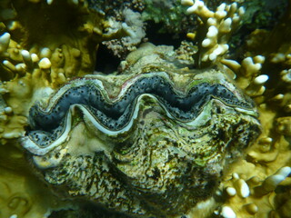 tridacna shell with clam, Egypt