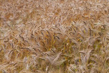 yellowed rye field about the time of maturation