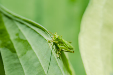 Green grasshopper sitting on a leaf.