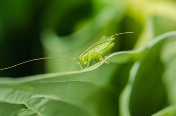 Green grasshopper sitting on a leaf.