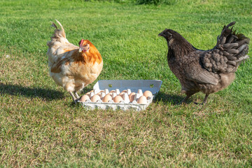 Surprised black chicken look at red one close to large egg packaging with a lot of eggs on green grass. Unexpected discover. Chicken or  egg causality dilemma, which came first: the chicken or the egg