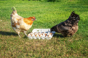 Two curious and surprised beautiful red and black chickens looking at large egg packaging with a lot of eggs on green grass. Unexpected discover, Chicken or  egg causality dilemma, which came first