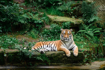 Fototapeta na wymiar Tiger in entspannter Pose Totale