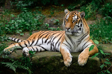 Fototapeta na wymiar Tiger in entspannter Pose Nahaufnahme
