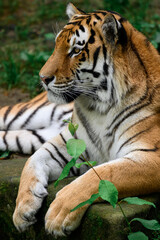 Tiger in entspannter Pose Portrait