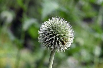 Grüne Knospe einer Kugeldistel