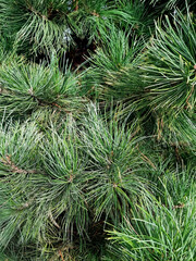 Pine branches background, long needles with gray