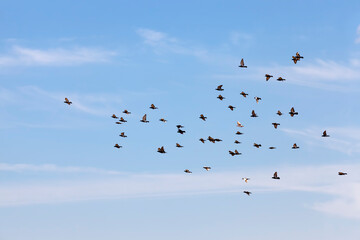 a flock of pigeons flying in the blue sky