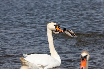 wild birds swimming swans