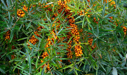 A branch with sea buckthorn berries and green leaves
