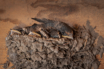Nest with swallows. Swallow chicks. 