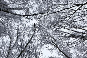 in the snow, deciduous trees in the winter season