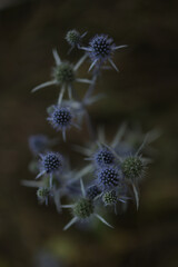 thistle in the frost