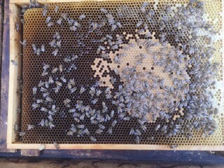 Bees in honey comb