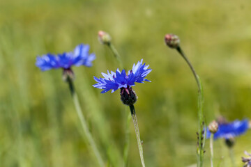 blue cornflowers in the summer