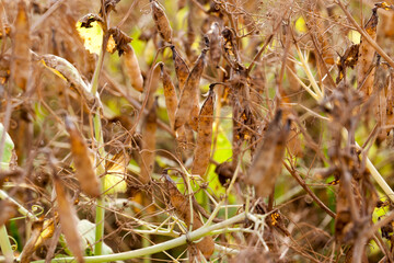 an agricultural field with a ripe crop of peas